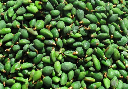 تصویر 2 از قیمت خرید چغاله بادام سبز عمده به صرفه و ارزان